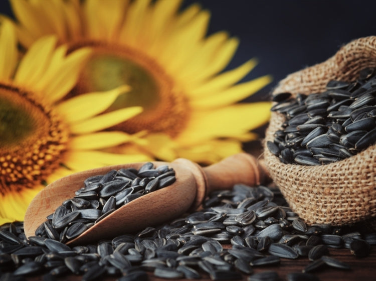 LiqVits Nahrungsergänzungsmittel Vitamin E Abbildung natürliche Sonnenblume Sonnenblumenkerne