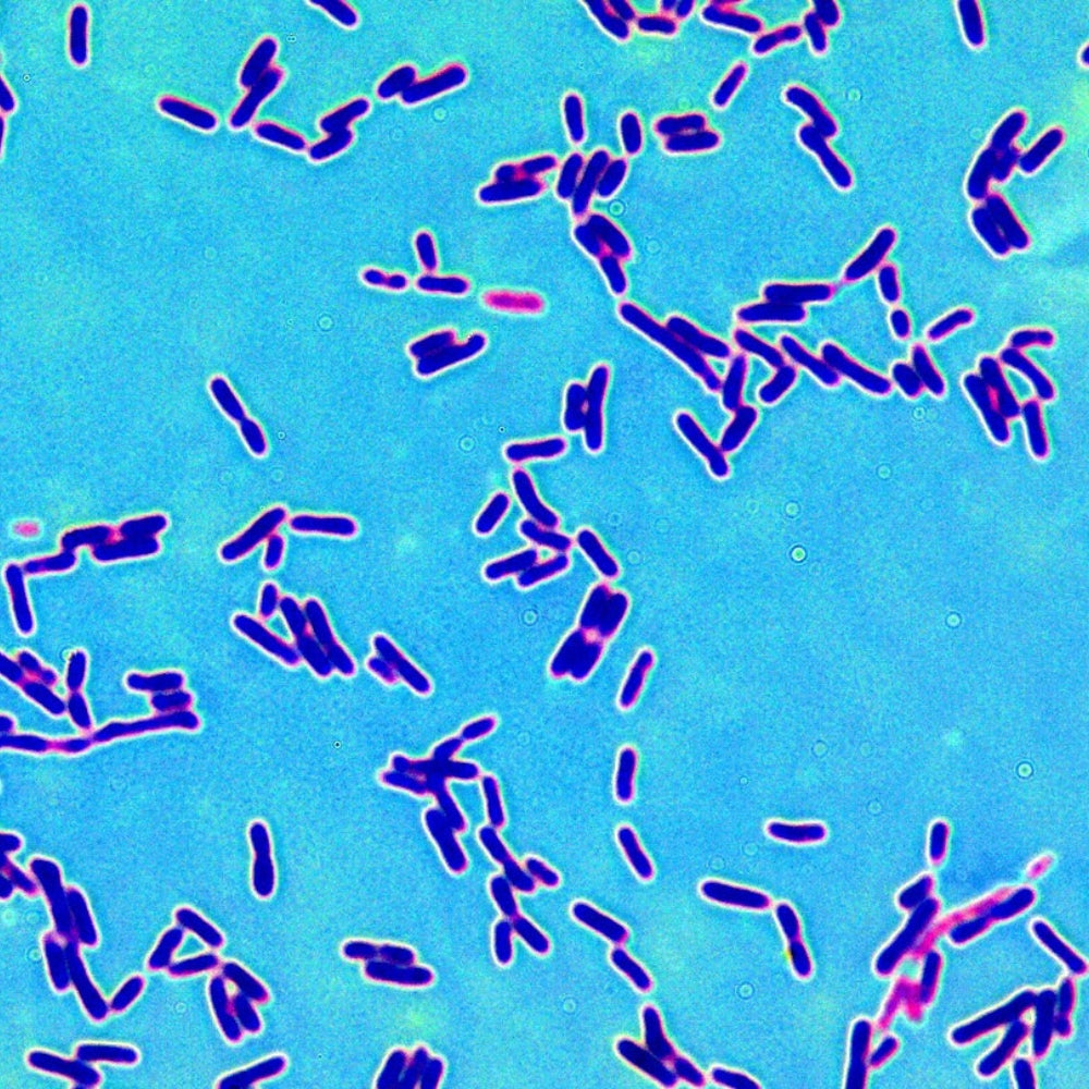 LiqVits_Stockphoto_Darmkulturen_Mikroskopansicht von Bakterien