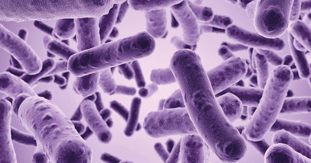 Stockphot Bakterien Biom Darmkulturen